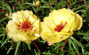 two yellow moss rose flowers