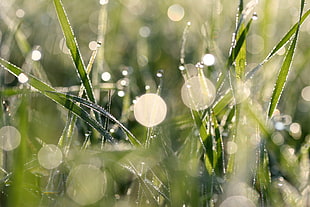 green grass with bokeh in selective focus photography HD wallpaper