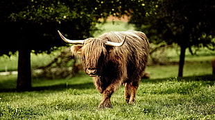macro photography of bull HD wallpaper