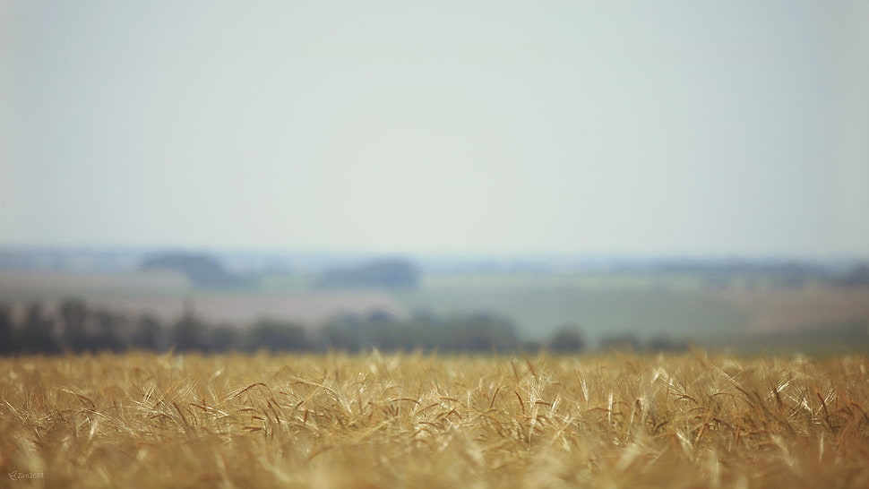 yellow grass, field HD wallpaper
