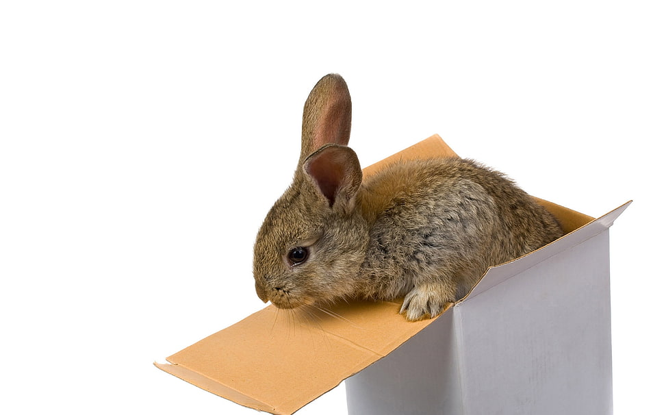 brown rabbit in white box HD wallpaper