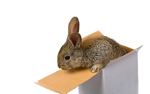 brown rabbit in white box
