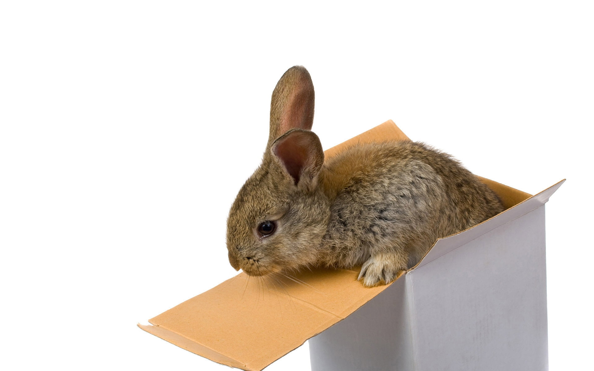 brown rabbit in white box