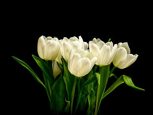 white Tulip flowers in bloom close-up photo