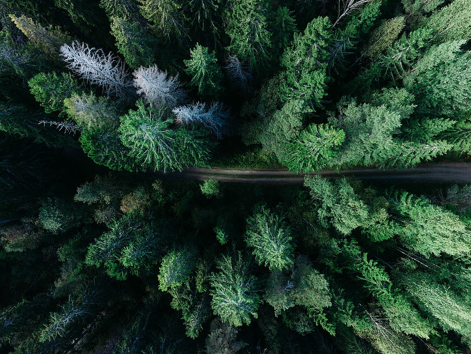green tree lot, forest, trees HD wallpaper