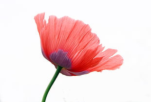 red and purple Poppy flower