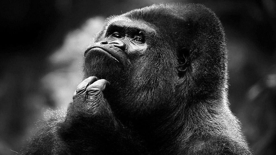 gorilla grayscale photography, gorillas HD wallpaper