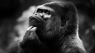 gorilla grayscale photography, gorillas