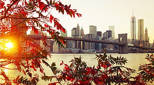 red leaves and Brooklyn Bridge