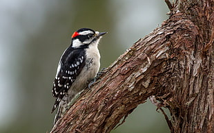 white and black short beck bird on tree, downy woodpecker