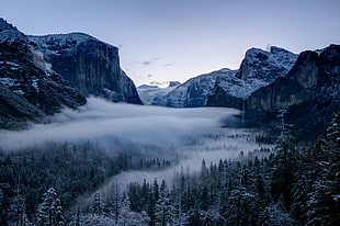 foggy forest and mountain, yosemite
