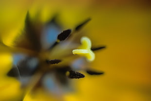 macro photo of yellow and black flower HD wallpaper