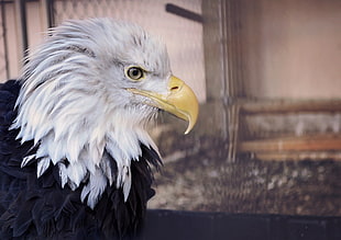 American Bald Eagle, Bald eagle, Eagle, Bird HD wallpaper