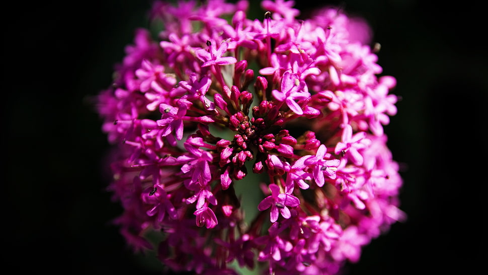 pink flower, nature, purple, flowers, plants HD wallpaper