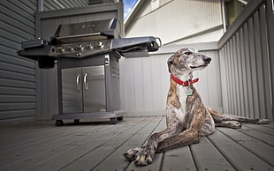 brown and white short-coated dog next to gas grill
