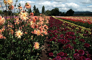 assorted color dahlia flower field at daytime