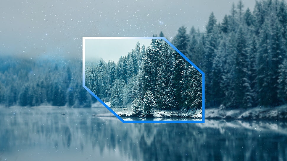 green pine trees, blurred, landscape, winter, trees HD wallpaper