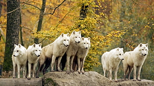 pack of wolves, animals, nature, wolf HD wallpaper