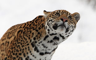 leopard in snow field