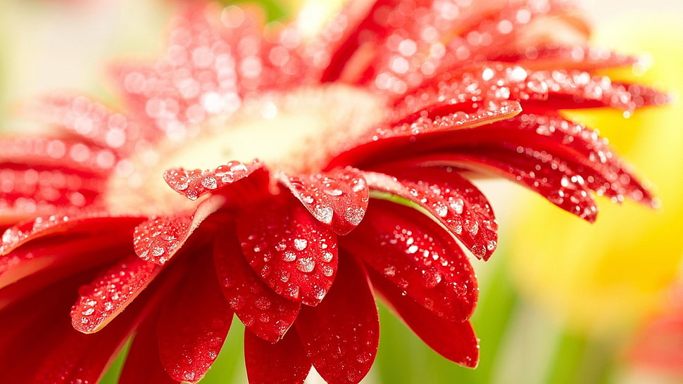 micro photography of red flower HD wallpaper