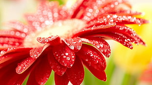 micro photography of red flower