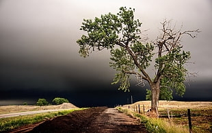 green leaf plant with brown pot, clouds, trees, road, landscape