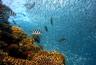school of fish in underwater