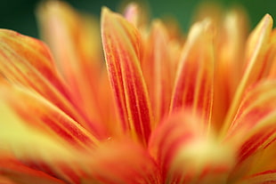 close-up photo of orange flower HD wallpaper