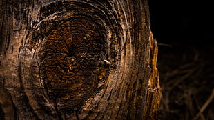 brown wood trunk, wood, knag, wood planks, barn