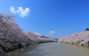 photo of murky river with cheery blossom tress in both sides