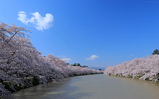 photo of murky river with cheery blossom tress in both sides HD wallpaper