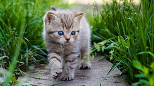 brown tabby kitten, cat HD wallpaper