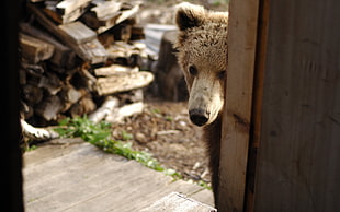 brown bear near brown wooden wall