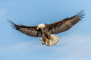 American Eagle on mid air during daytime