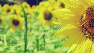 yellow sunflowers, macro, sunflowers, flowers, nature