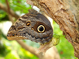 Owl butterfly perched on brown tree bark closeup photography