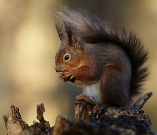 brown squirrel eating acorn in tilt-shift photography