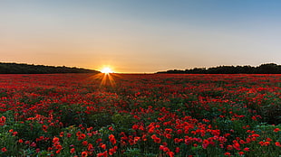red poppy flower bed, nature