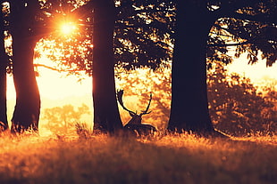 buck near three trees during sunset