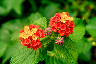 shallow focus photography of red and yellow flowers, lantana HD wallpaper