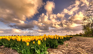yellow tulips field under cloudy sky HD wallpaper