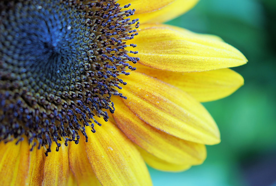yellow and blue sunflower HD wallpaper