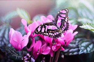photography of pink and black butterfly on pink petal flower
