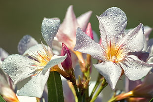 white and pink oleander flower with water dew