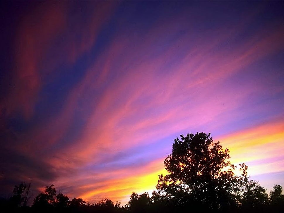 silhouette photo of tree, sunset HD wallpaper