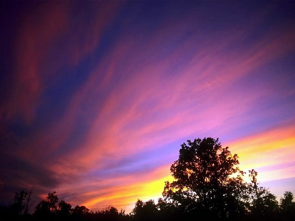 silhouette photo of tree, sunset
