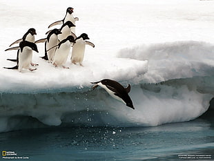 two black and white horses, National Geographic, iceberg, snow, penguins