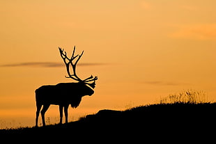 silhouette of moose, nature, animals, deer, silhouette HD wallpaper