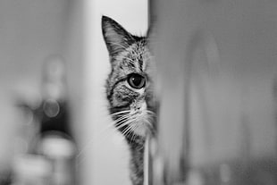 tabby cat, cat HD wallpaper