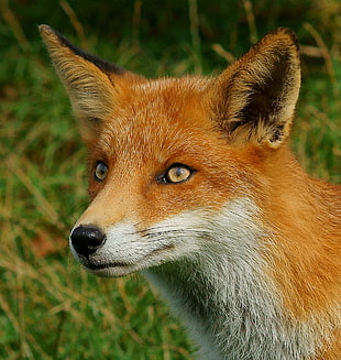 brown fox on green grass during daytime HD wallpaper
